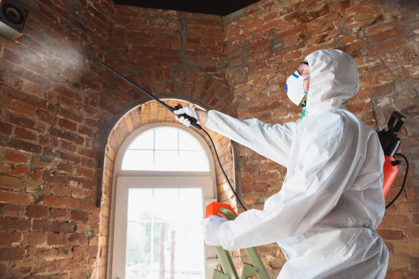 Best Water damage restoration mold remediation  in USA